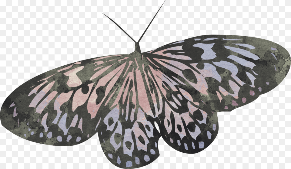 Butterfly Scrapelement Riodinidae, Animal, Insect, Invertebrate, Moth Free Transparent Png
