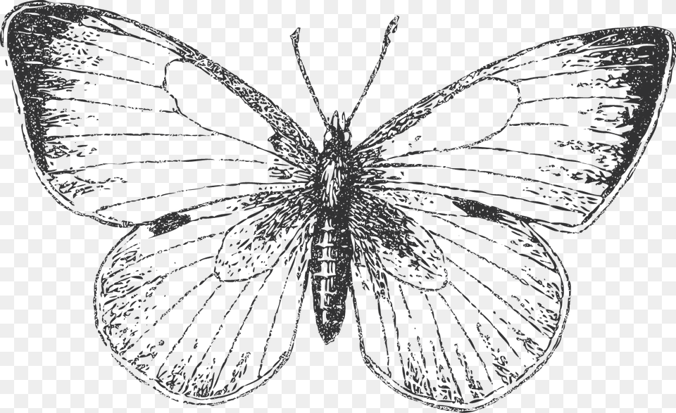 Butterfly Short Tailed Blue, Art, Drawing, Animal, Insect Png Image