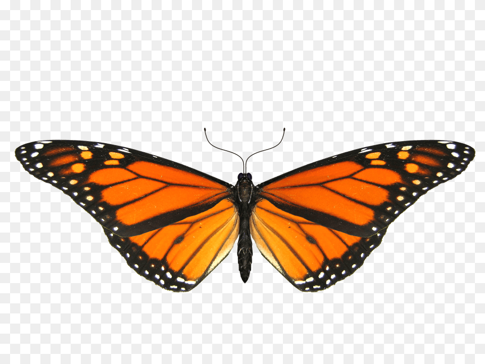 Butterfly Sideview Transparent, Animal, Insect, Invertebrate, Monarch Free Png