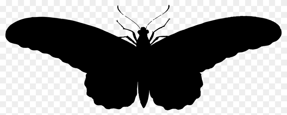 Butterfly Silhouette, Animal, Bird, Flying, Insect Free Transparent Png