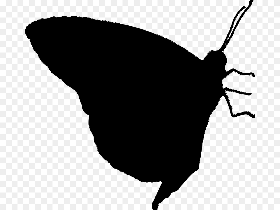 Butterfly Silhouette Vector Stockxchng, Gray Png