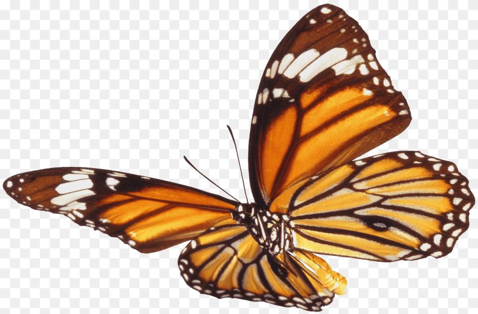 Butterfly Single Brown, Animal, Insect, Invertebrate, Monarch Png Image