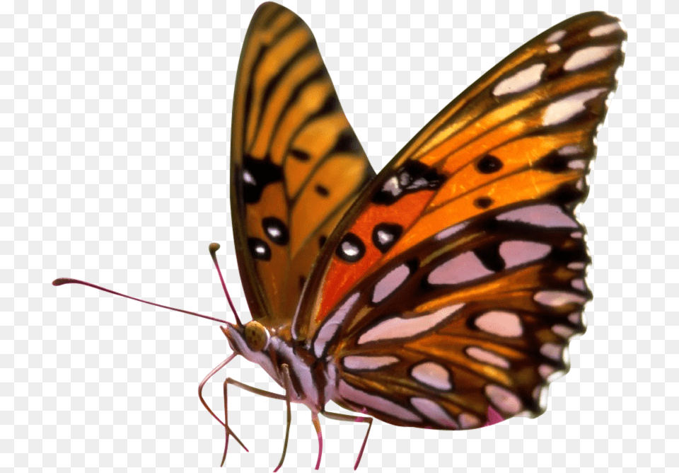 Butterfly Sitting On Flower Butterfly On Flower, Animal, Insect, Invertebrate, Monarch Png