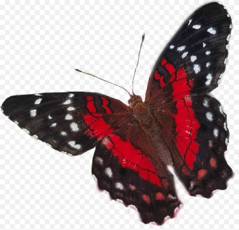 Butterfly Sticker Limenitis, Animal, Insect, Invertebrate Png