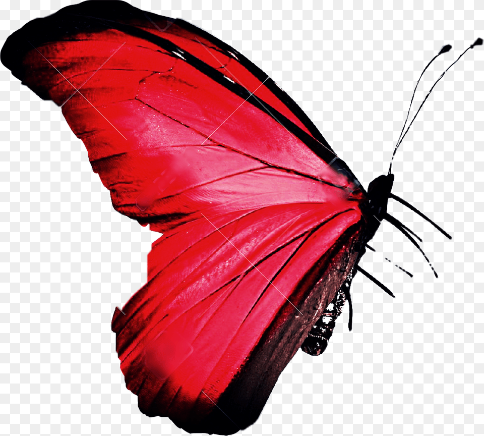 Butterfly Stickers Pink Picsart Freetoedit Small Bright Red Butterfly, Adult, Person, Woman, Female Png