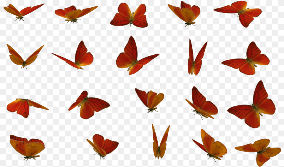 Butterfly Stock Photography Rendering Leaf Moths 10 Mariposas En Diferentes Posiciones, Animal, Bird, Insect, Invertebrate Free Png Download