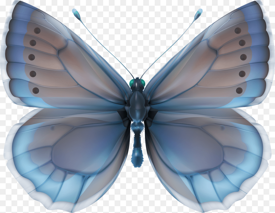 Butterfly Strass Png