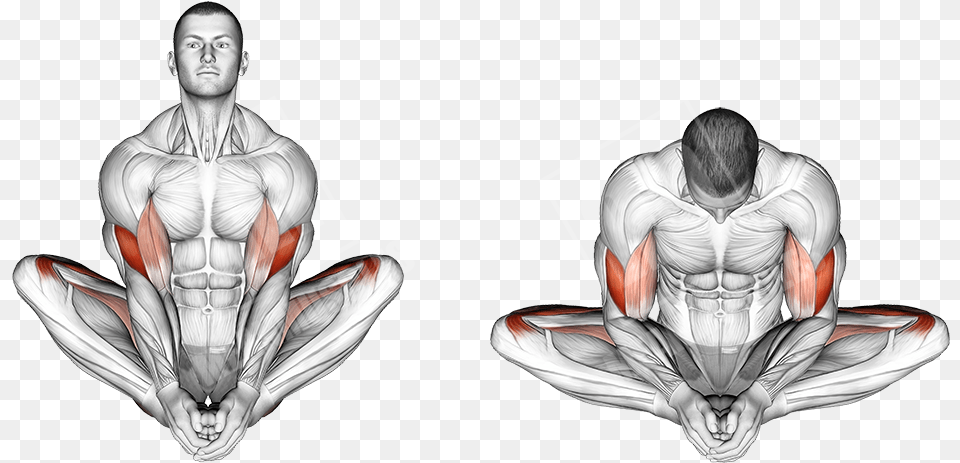 Butterfly Stretch Muscles Worked, Adult, Male, Man, Person Png Image