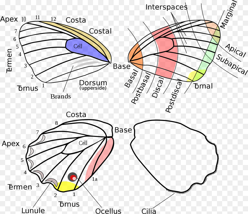 Butterfly Structure, Art Png Image