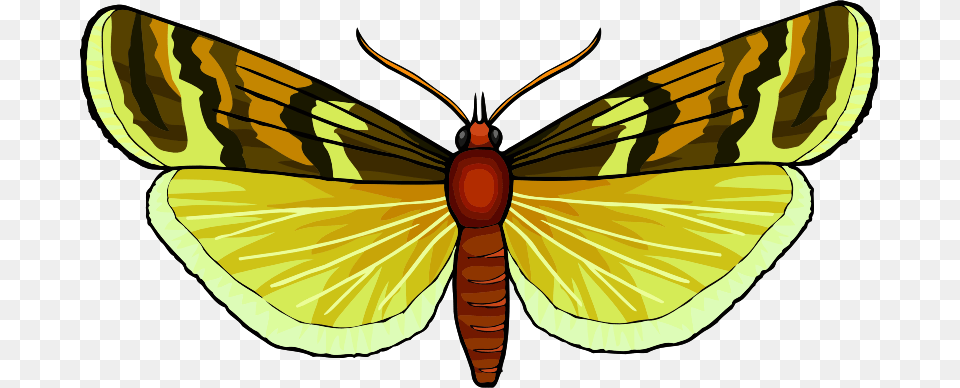 Butterfly Swallowtail Butterfly, Animal, Insect, Invertebrate, Moth Png Image