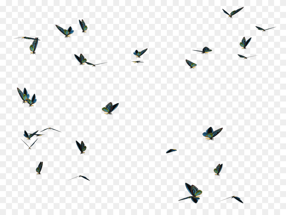 Butterfly Swarm Stock, Animal, Bird, Flying, Flock Free Transparent Png