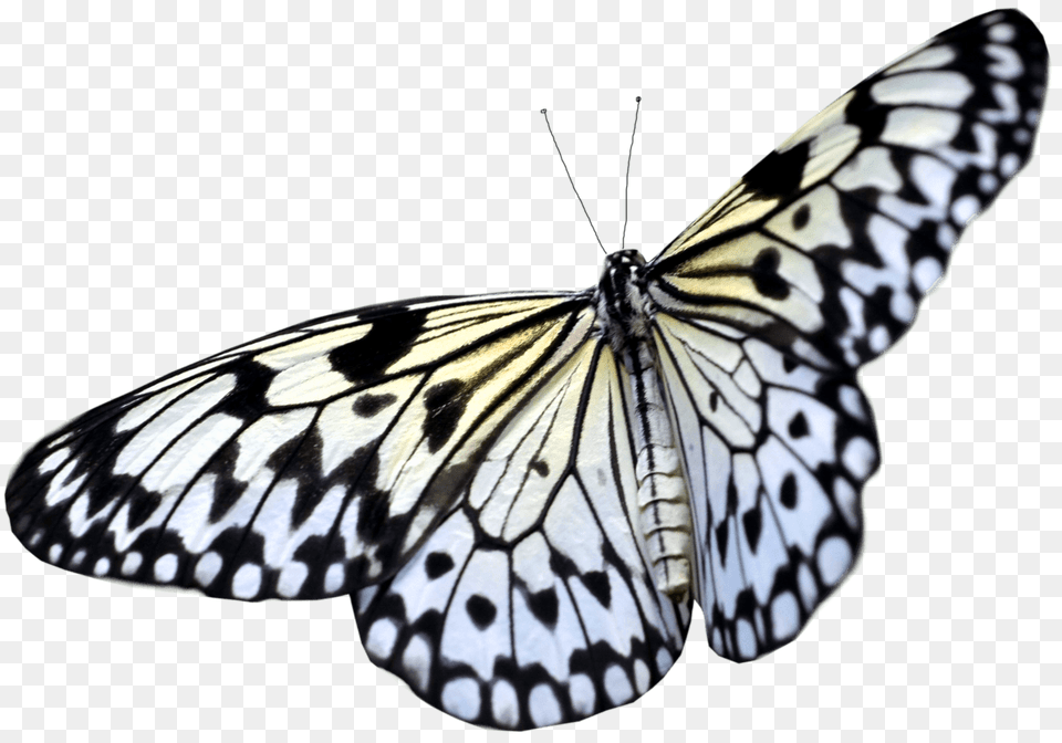 Butterfly Taking Off, Animal, Insect, Invertebrate Png Image