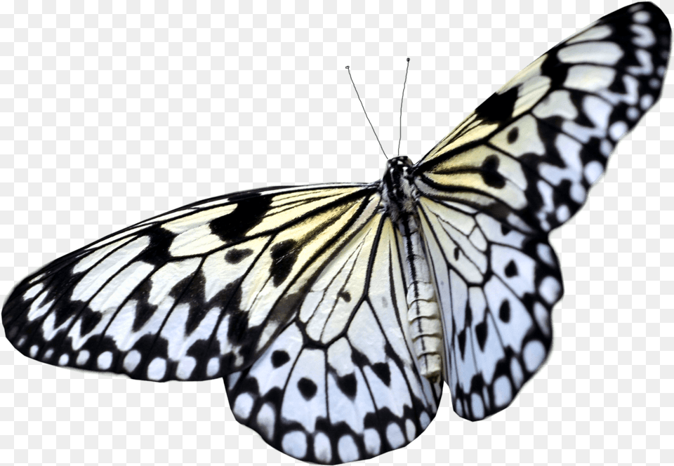 Butterfly Taking Off Flying White Butterfly, Animal, Insect, Invertebrate Png Image