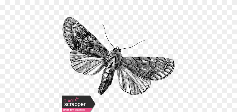 Butterfly Template Graphic, Art, Animal, Insect, Invertebrate Png