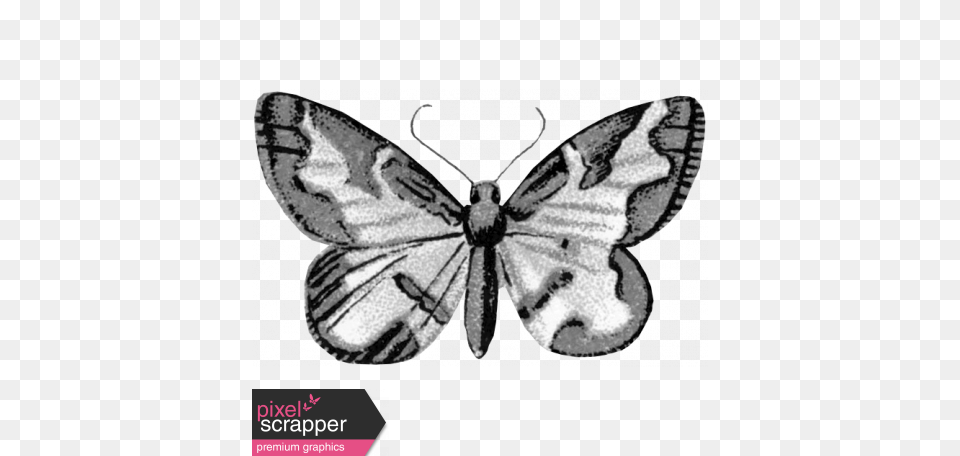 Butterfly Template Graphic, Animal, Insect, Invertebrate, Moth Png Image