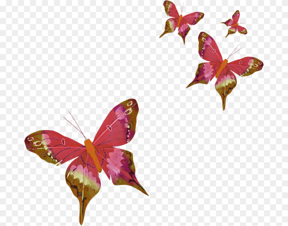 Butterfly Three Letter Acronym Butterfly Gif, Flower, Plant, Petal Png