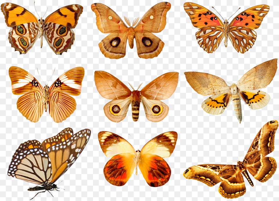 Butterfly Transparent, Animal, Insect, Invertebrate, Fish Png Image