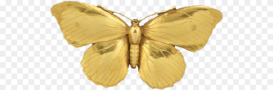 Butterfly Transparent Background Gold Butterfly, Animal, Insect, Invertebrate, Moth Png