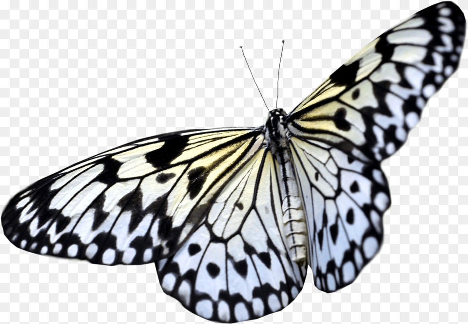 Butterfly Transparent Background Real Butterfly, Animal, Insect, Invertebrate Png