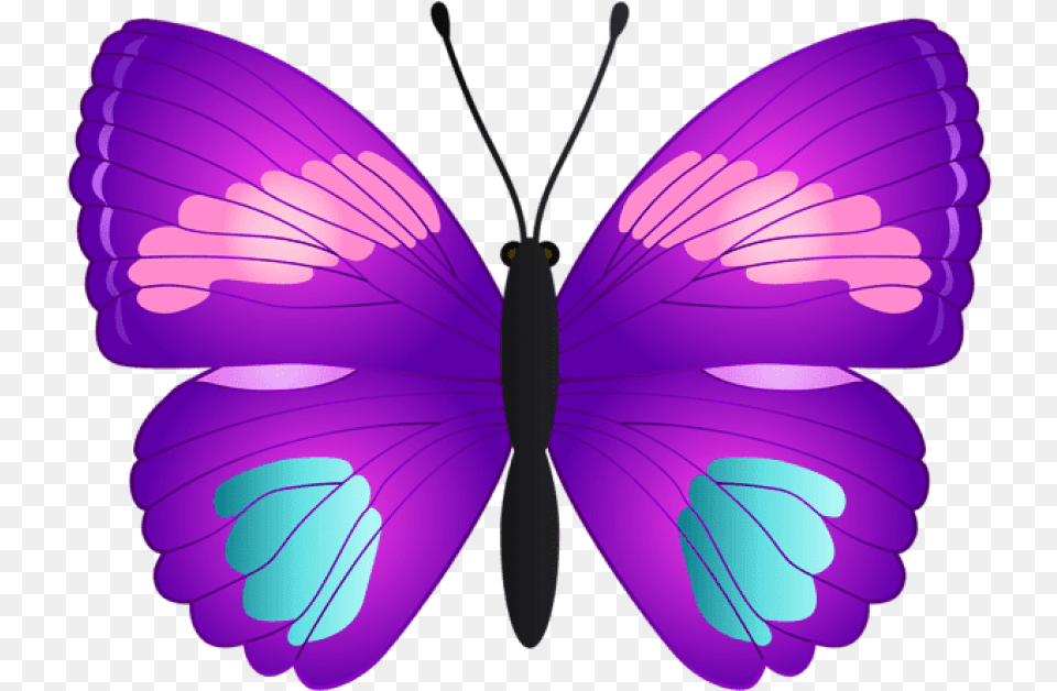 Butterfly Butterfly Pink Teal And Purple, Animal, Insect, Invertebrate, Accessories Free Transparent Png