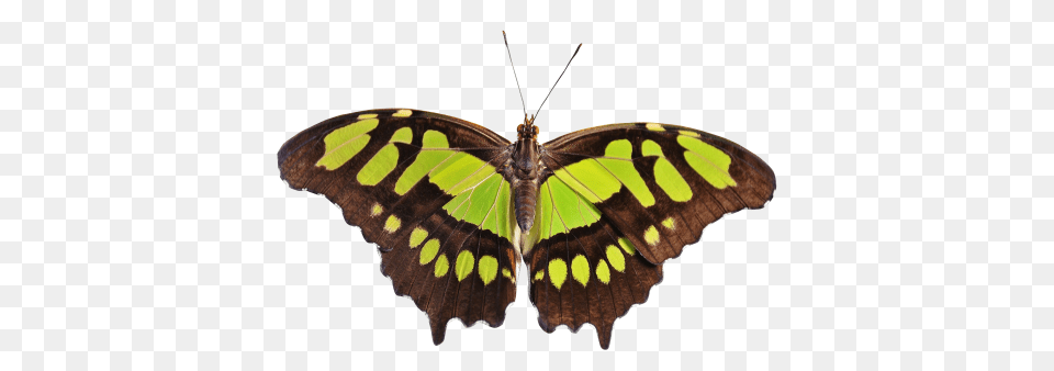 Butterfly Transparent Image, Animal, Insect, Invertebrate, Moth Free Png