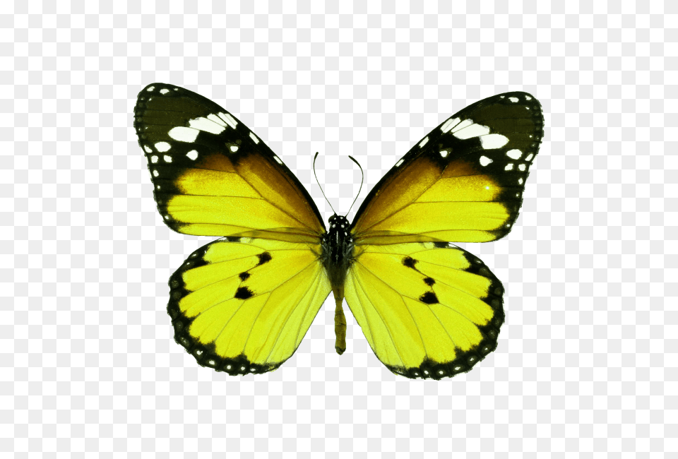 Butterfly Transparent Animal, Insect, Invertebrate, Monarch Png Image