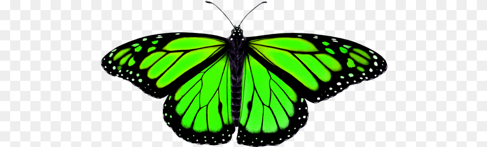 Butterfly Transparent Image Animal Symmetry In Nature Butterfly Symmetry In Nature, Insect, Invertebrate Free Png