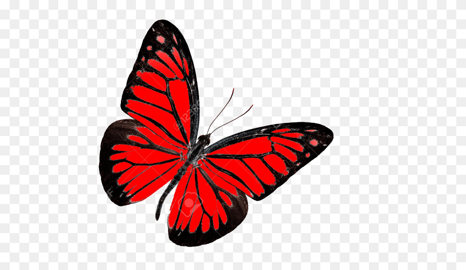 Butterfly Images Pictures Photos Arts, Animal, Insect, Invertebrate Free Transparent Png