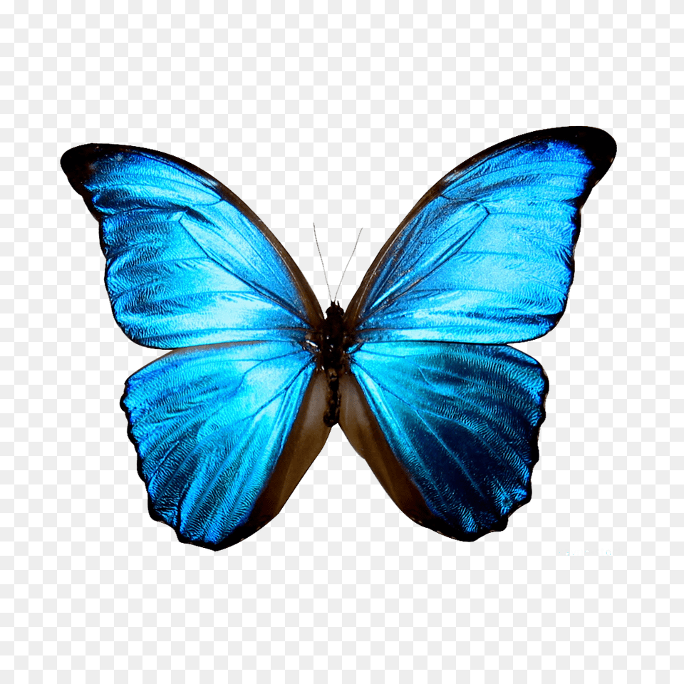 Butterfly Transparent Pictures, Animal, Insect, Invertebrate, Adult Free Png