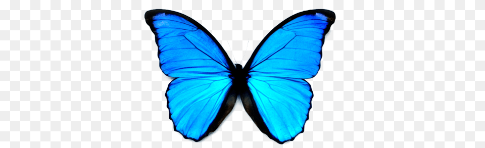 Butterfly Transparent Pictures, Animal, Insect, Invertebrate Png