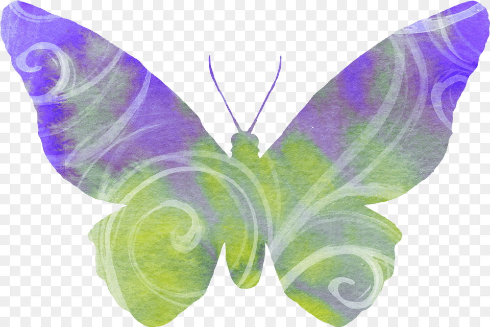 Butterfly Watercolor, Person, Animal, Insect, Invertebrate Free Transparent Png