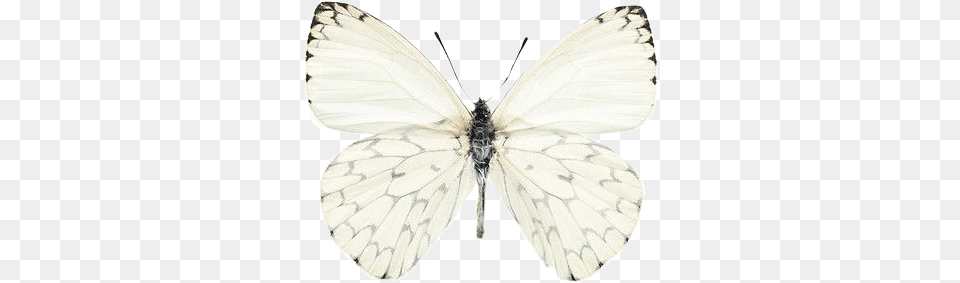 Butterfly Tumblr Cute Aesthetic White Butterfly, Animal, Insect, Invertebrate, Accessories Png