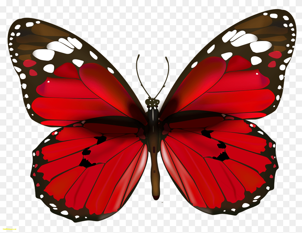 Butterfly Ultra Hd Images Clipart Clip Art Images, Animal, Appliance, Ceiling Fan, Device Free Png Download