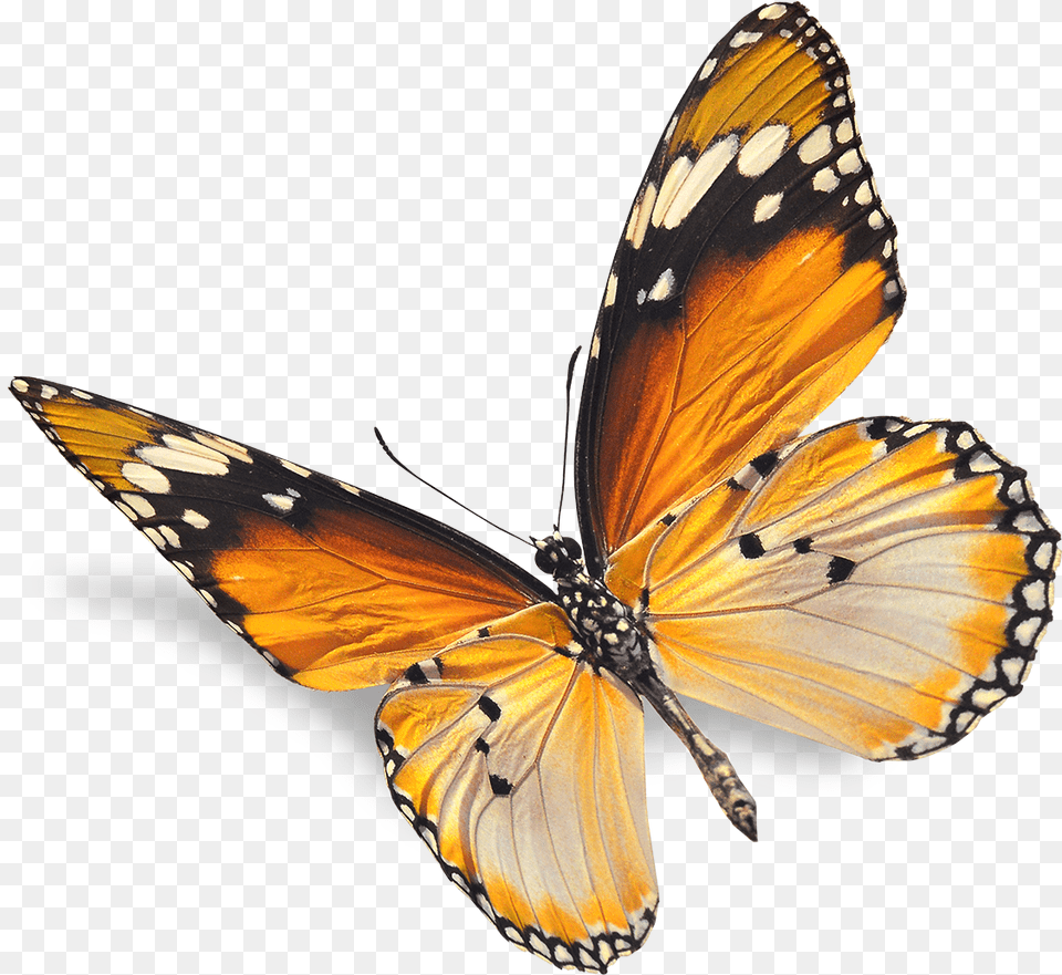 Butterfly V Red Butterfly White Background, Animal, Insect, Invertebrate, Monarch Free Png Download