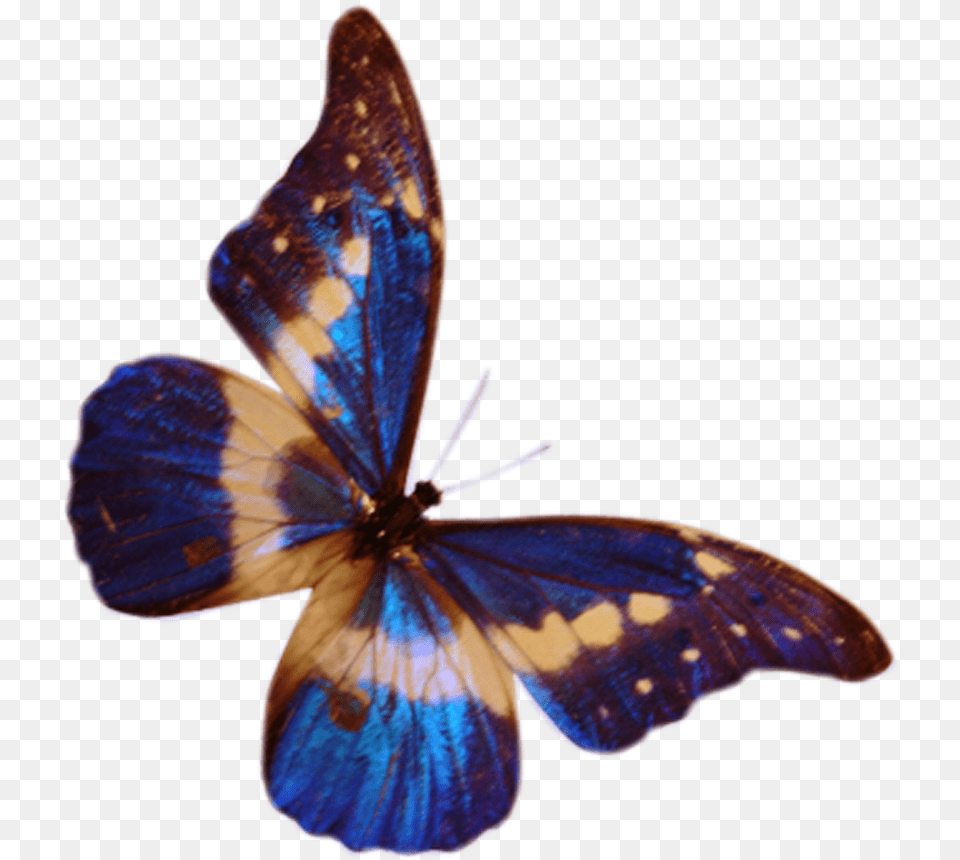 Butterfly Vector, Animal, Insect, Invertebrate, Moth Png Image