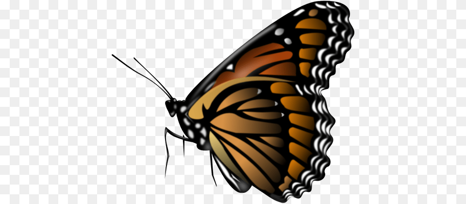 Butterfly Vector Butterfly, Animal, Insect, Invertebrate, Monarch Png Image