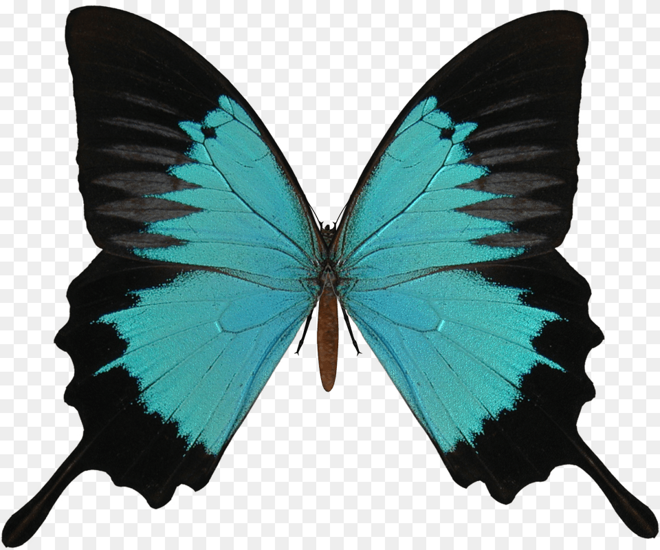 Butterfly Vector Transparent Background, Animal, Insect, Invertebrate Free Png