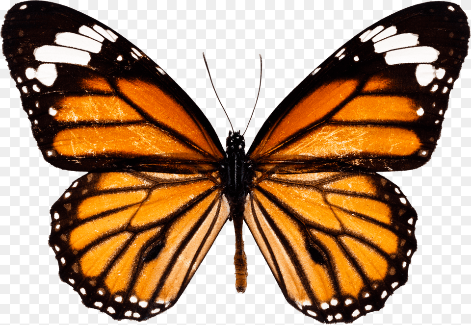 Butterfly Vector Vector Clipart, Animal, Insect, Invertebrate, Monarch Free Transparent Png
