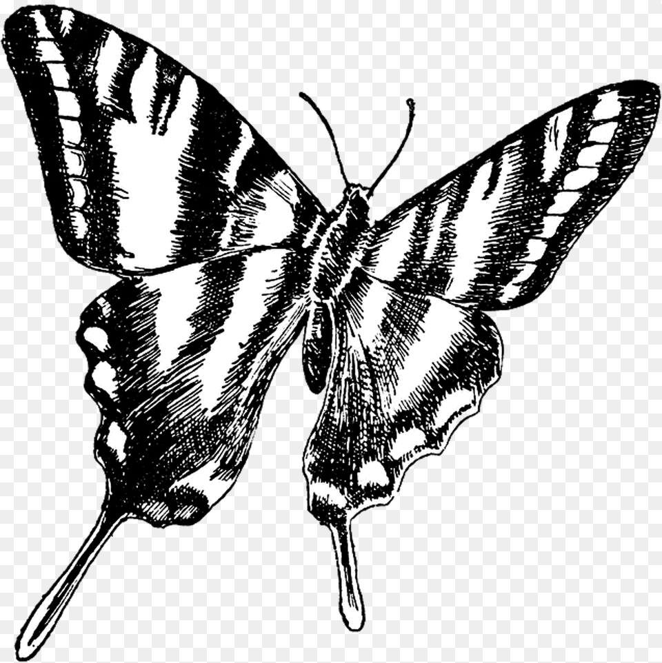 Butterfly Vintage Drawing Butterfly Drawing Background, Art, Stencil, Animal, Antelope Free Transparent Png