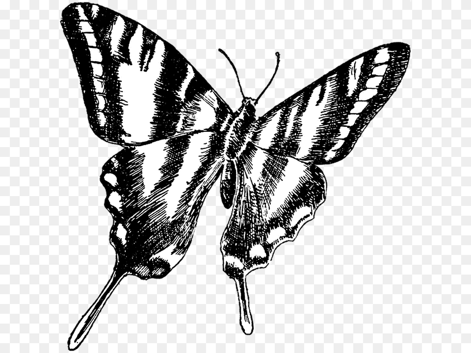 Butterfly Vintage Drawing Transparent Background Zebra Swallowtail Butterfly Clip Art, Person Png Image