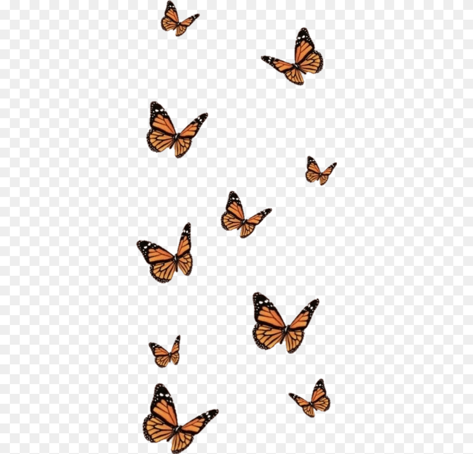 Butterfly Wallpaper Aesthetic, Animal, Insect, Invertebrate, Monarch Free Png Download