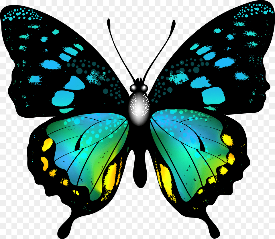 Butterfly Wallpaper Butterfly Hd Png