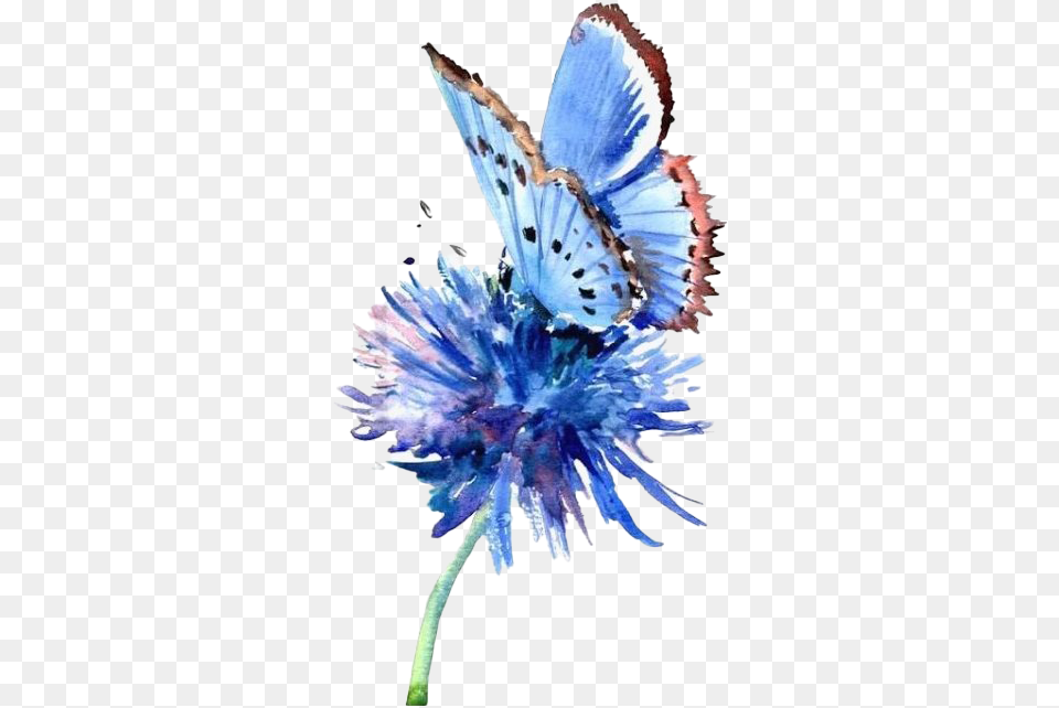 Butterfly Watercolor Art File Blue Butterfly On Flower Watercolour, Petal, Plant, Anemone, Animal Png