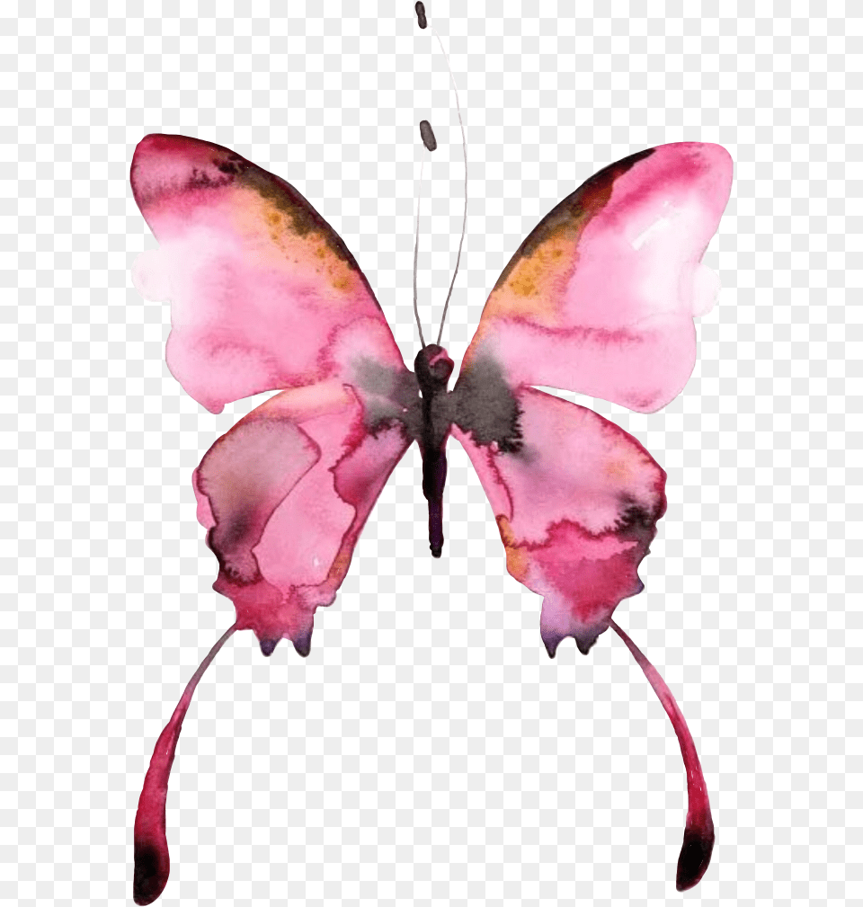 Butterfly Watercolor Picture Pilikfrosya Freetoedit Butterfly Watercolor Art, Flower, Petal, Plant, Animal Free Transparent Png