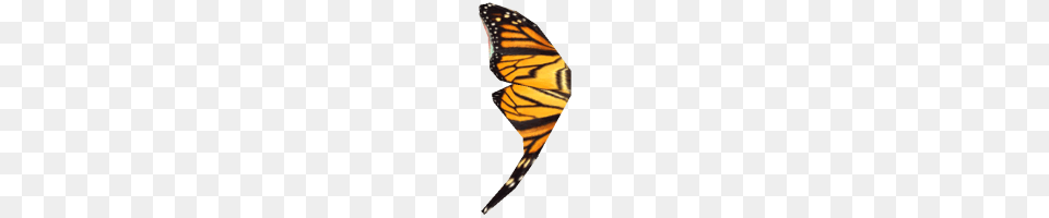 Butterfly Wing, Animal, Insect, Invertebrate, Monarch Free Transparent Png