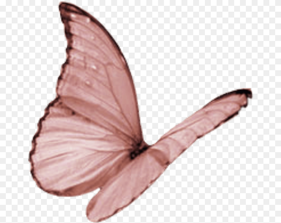 Butterfly Wing Moth Fly Butterfly Clipart Pink Flying, Animal, Insect, Invertebrate, Reptile Free Transparent Png