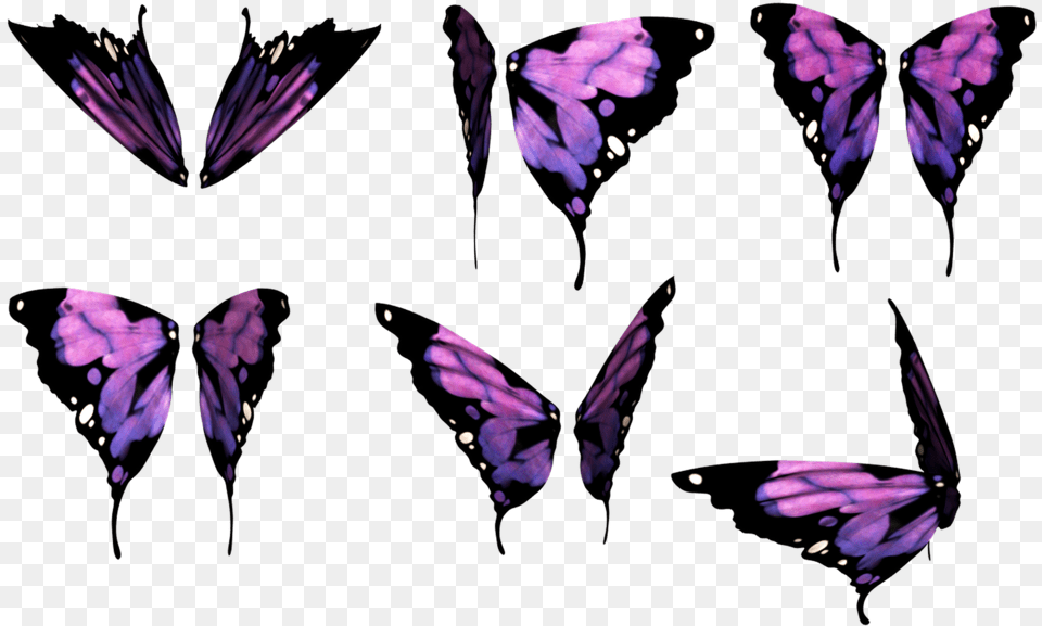 Butterfly Wing Picture Download Butterfly, Purple, Flower, Petal, Plant Free Transparent Png