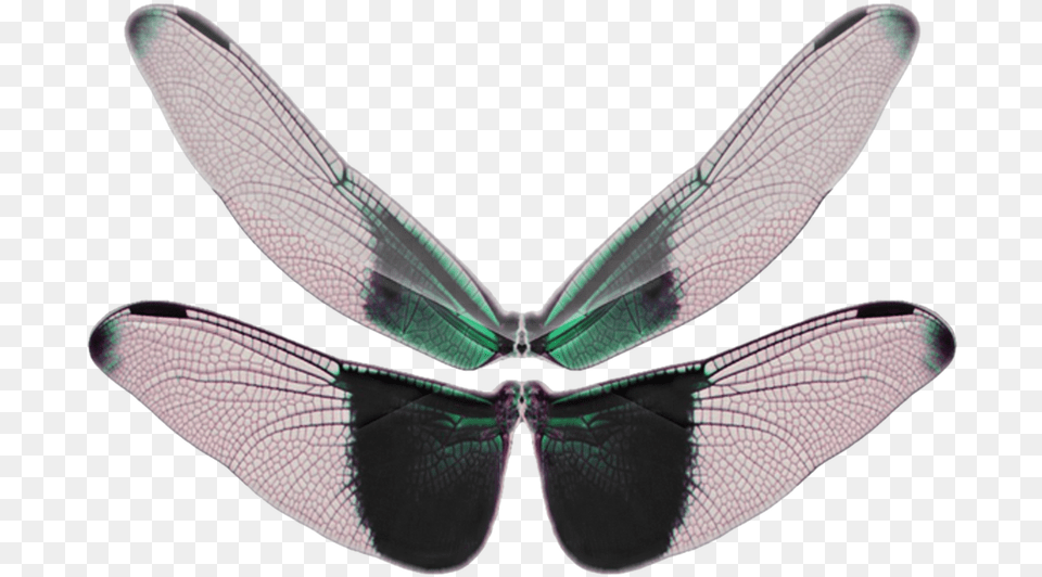 Butterfly Wings, Animal, Dragonfly, Insect, Invertebrate Png Image