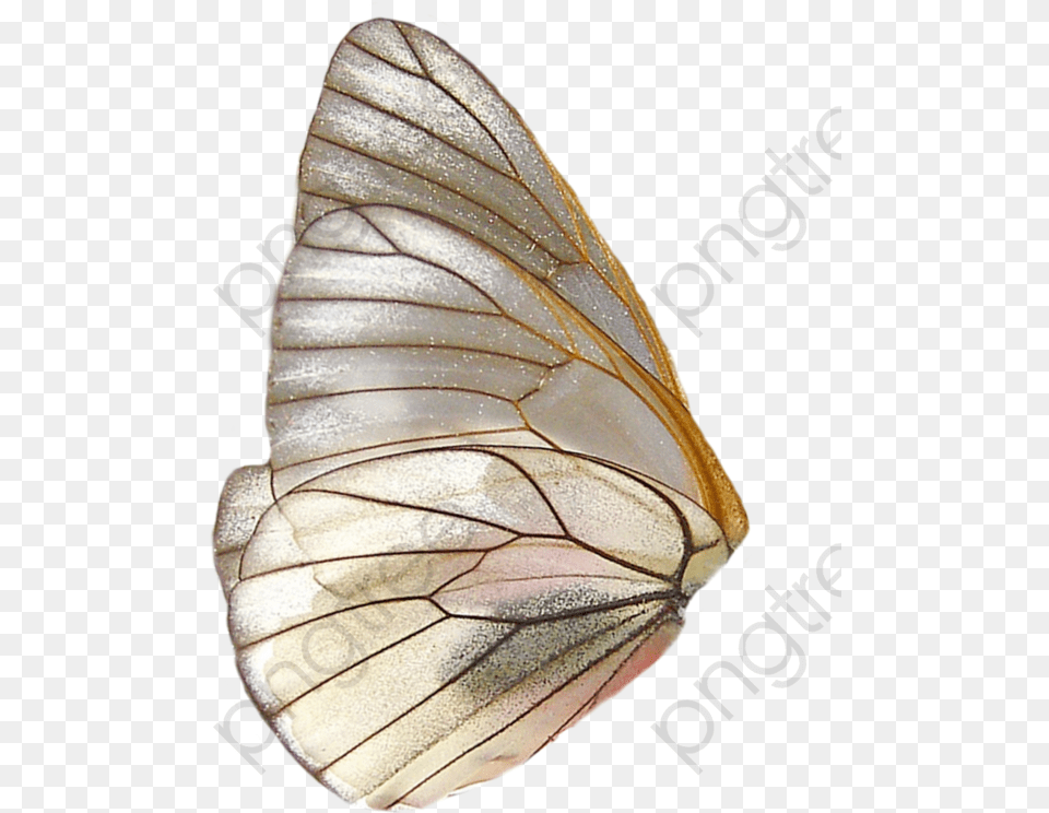 Butterfly Wings Clipart Wing Butterfly Wings, Animal, Insect, Invertebrate Free Transparent Png