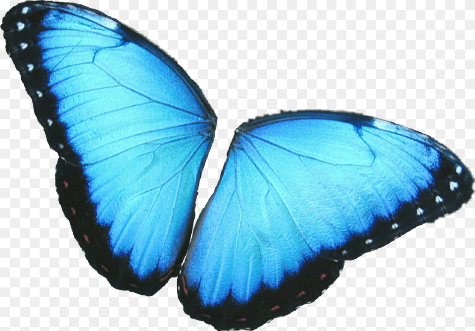 Butterfly Wings Colorful Girly Amazing Artistic Butterfly Wings Blue, Animal, Insect, Invertebrate Free Png